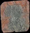 Silurian Fossil Crinoid (Scyphocrinites) Plate - Morocco #118527-1